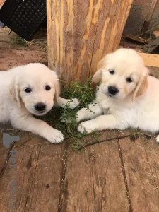 Photo №3. Golden Retriever puppies for sale. Russian Federation