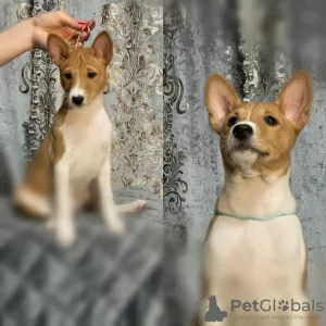 Photo №4. I will sell basenji in the city of Вилкавишкис. breeder - price - 550$