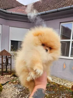 Photo №2 to announcement № 127375 for the sale of pomeranian - buy in Serbia 