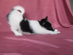 Photo №3. Papillon puppy. Russian Federation