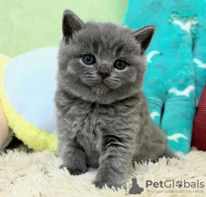 Photo №3. British Shorthair Grey Male and Female Breed for Sale. United States