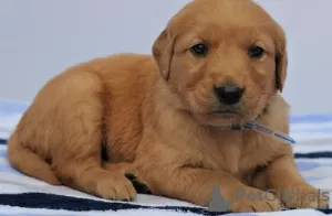 Photo №1. golden retriever - for sale in the city of Бохум | 581$ | Announcement № 127119