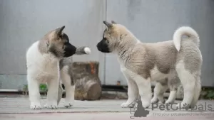 Additional photos: American Akita puppies for sale