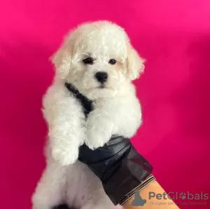 Photo №1. bichon frise - for sale in the city of Tel Aviv | 3500$ | Announcement № 17976