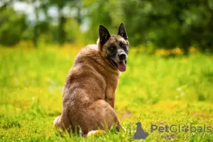 Photo №4. I will sell malinois in the city of Москва. private announcement - price - Is free