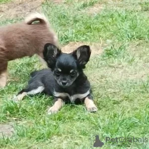 Photo №3. Chihuahua puppies for sale. Germany