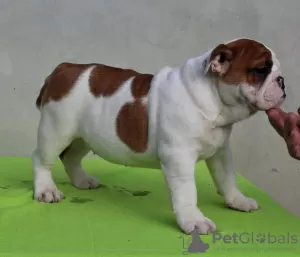 Photo №4. I will sell english bulldog in the city of Gajdobra.  - price - negotiated