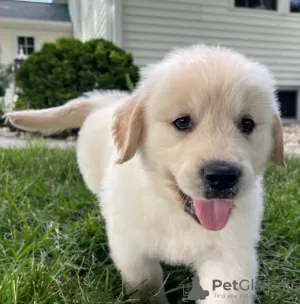 Photo №3. Healthy cute goldenretriever puppies available now for sale. Luxembourg