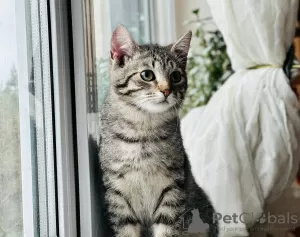 Additional photos: Charming striped kitten Lyolik is looking for a home and a loving family!