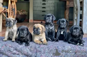 Photo №1. cane corso - for sale in the city of Uskavagh | negotiated | Announcement № 120577