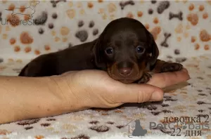 Additional photos: We offer club puppies smooth-haired dachshund with documents (UCI).