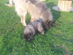 Photo №1. caucasian shepherd dog - for sale in the city of Vologda | 364$ | Announcement № 6907