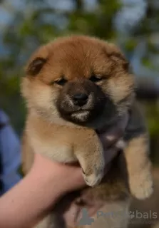 Photo №2 to announcement № 81238 for the sale of shiba inu - buy in Belarus from nursery