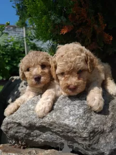 Photo №2 to announcement № 61077 for the sale of poodle (toy) - buy in Serbia private announcement