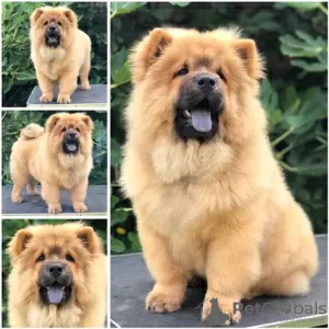 Additional photos: Chow Chow, beautiful puppies