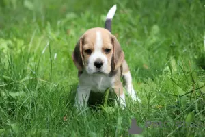 Additional photos: Beagle trocolor dog ZKwP (FCI)