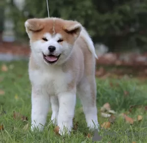 Additional photos: Excellent puppies (akita)