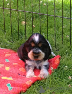 Photo №4. I will sell english cocker spaniel in the city of Munich. private announcement, breeder - price - Is free