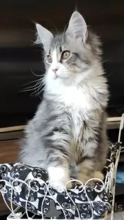 Additional photos: Purebred Maine Coon kittens from the cattery