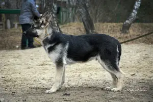 Additional photos: Kennel SladoniAngela offers for sale puppies of East European Shepherd Dog from