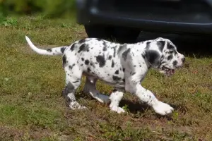 Photo №3. Great Dane. Puppies.. Russian Federation