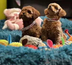 Additional photos: Toy Poodle Puppies