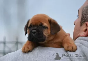 Additional photos: Bordeaux mastiff