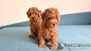 Additional photos: Toy Poodle Puppies