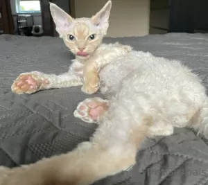 Additional photos: Devon Rex Cinnamon