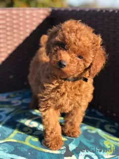 Photo №3. Male and female poodle puppies. Kuwait