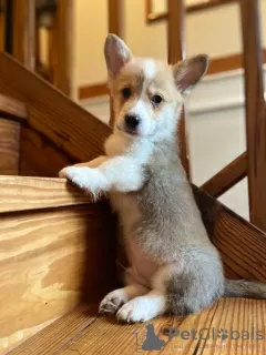 Photo №3. Beautiful Welsh Corgi Puppies For Sale. Germany