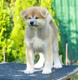 Additional photos: Akita Inu