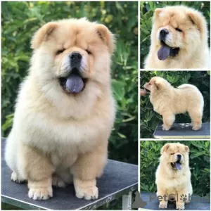 Photo №2 to announcement № 109591 for the sale of chow chow - buy in Serbia 