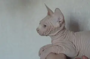 Photo №3. Cat Canadian Sphynx. Belarus