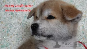 Additional photos: Akita Inu Puppies