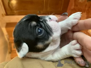 Additional photos: French bulldog puppies