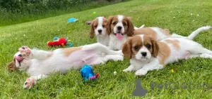 Photo №1. cavalier king charles spaniel - for sale in the city of Мёнхенгладбах | negotiated | Announcement № 32223