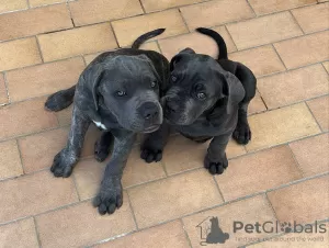 Photo №2 to announcement № 120579 for the sale of cane corso - buy in United States breeder