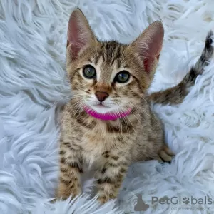 Photo №2 to announcement № 121878 for the sale of savannah cat - buy in United Arab Emirates 