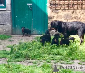 Photo №1. rottweiler - for sale in the city of Füssen | 539$ | Announcement № 99359