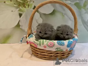 Additional photos: Healthy Scottish Fold kittens for sale