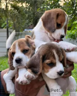 Photo №1. beagle - for sale in the city of Vienna | 687$ | Announcement № 50261