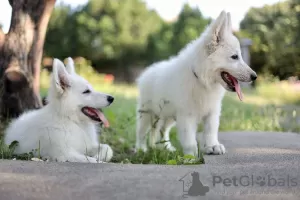 Additional photos: White Swiss Shepherd puppies for sale