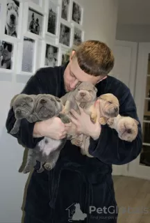 Photo №3. Playful Shar Pei Puppies. Lithuania