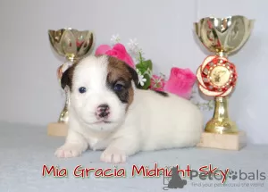 Photo №3. Jack Russell Terrier puppies. Russian Federation