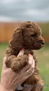 Photo №2 to announcement № 75332 for the sale of poodle (dwarf) - buy in Serbia breeder