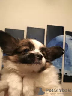 Additional photos: Papillon puppies