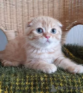 Photo №3. Scottish fold for adoption 1 412-837-9572. United States