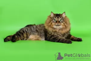 Photo №3. Kurilian Bobtail. Russian Federation