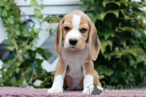 Additional photos: Wonderful beagle's puppy